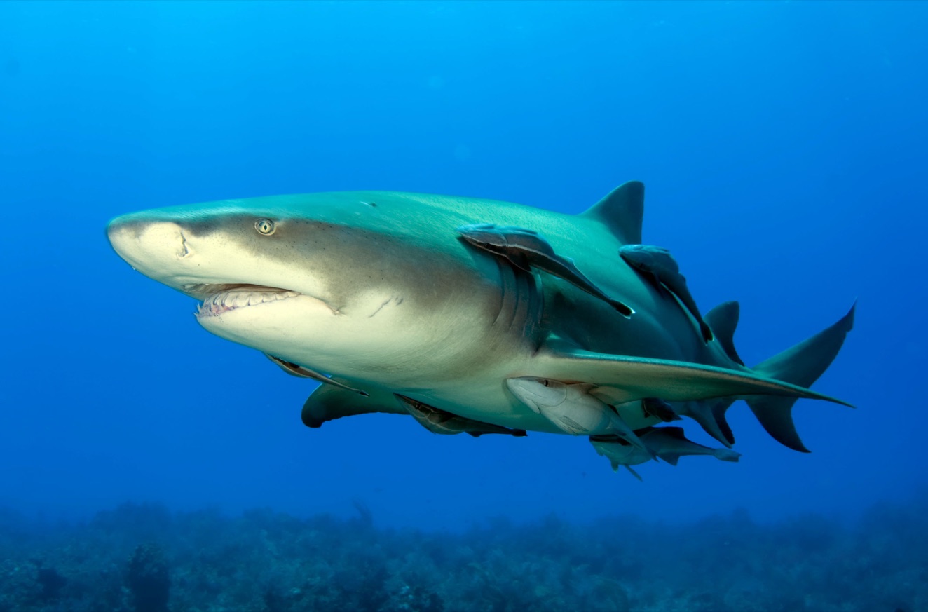 A lemon shark with four remoras attached to its underside and flank